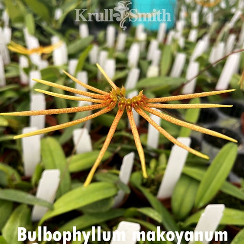 Bulbophyllum makoyanum