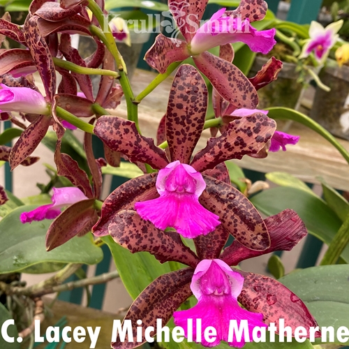 Cattleya Lacey Michelle Matherne (1765)