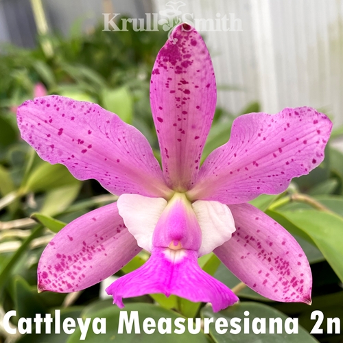 Cattleya Measuresiana (2n)