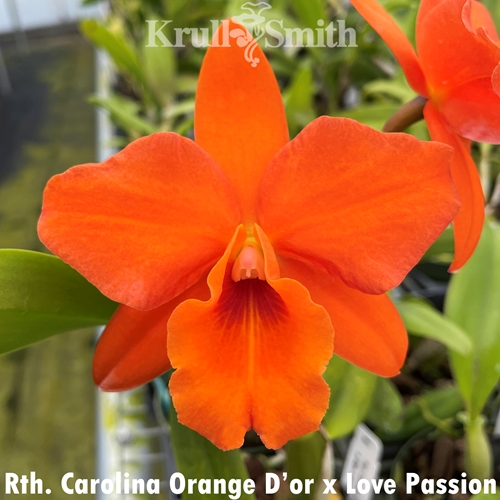 Rth. Carolina Orange D'or x Love Passion