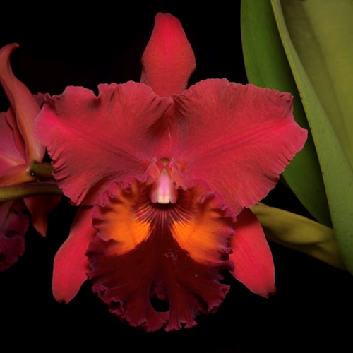 Rlc. Carolina Splendor x Seagull's Apricot Parent 1