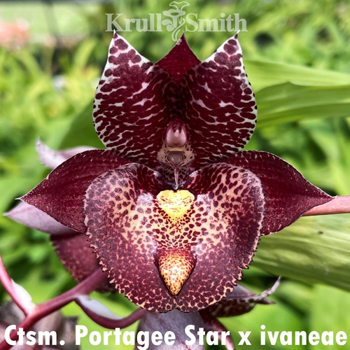 Catasetum Portagee Star x ivaneae