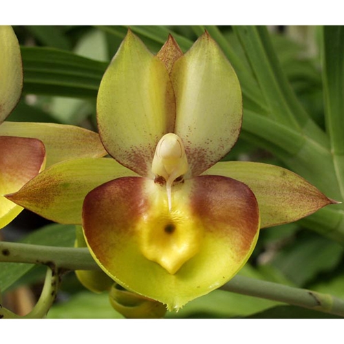 Catasetum Portagee Star x Dagny Parent 1