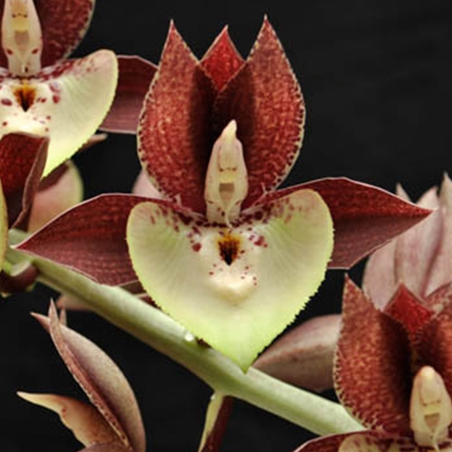 Catasetum Portagee Star x Dagny Parent 2