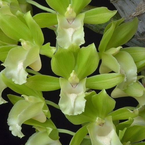 Clowesetum Sandy Kasner x Ctsm. expansum Parent 1