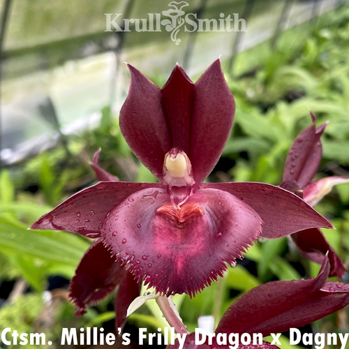 Catasetum Millie's Frilly Dragon x Dagny