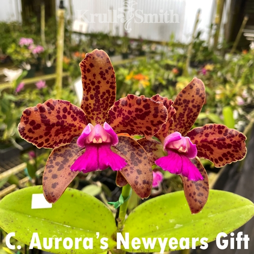 Cattleya Aurora's Newyears Gift