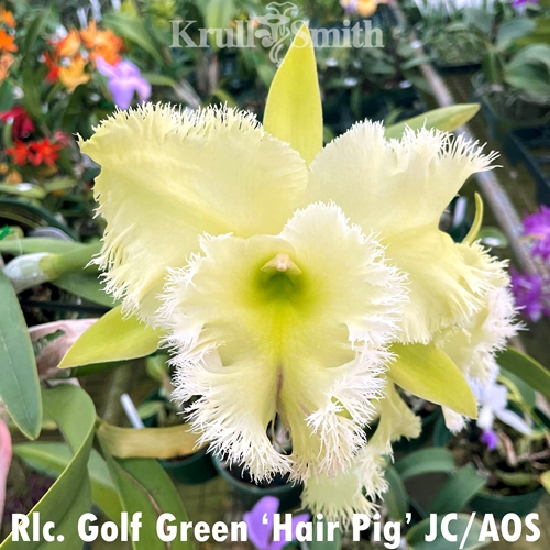 Rlc. Golf Green 'Hair Pig' JC/AOS