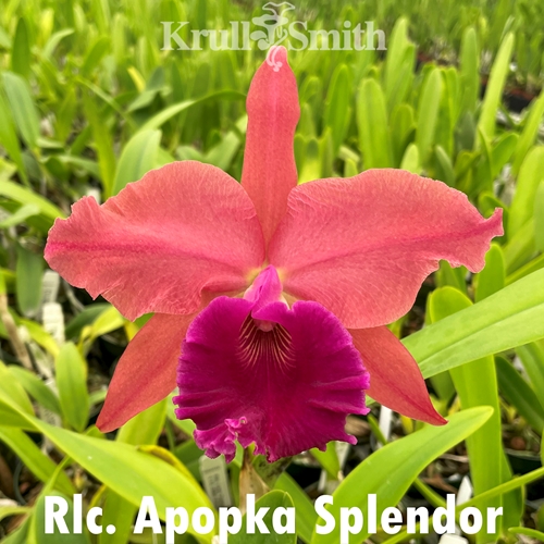 Rlc. Apopka Splendor