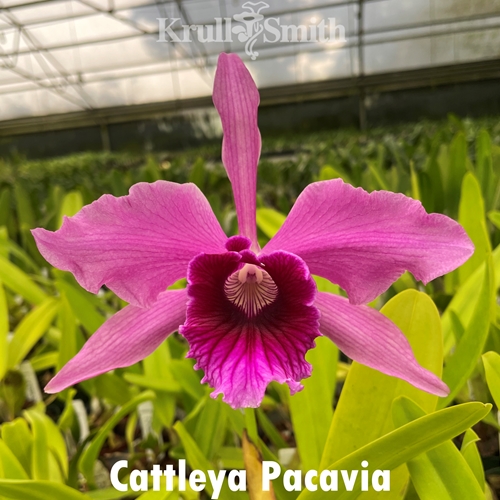 Cattleya Pacavia (1715C)