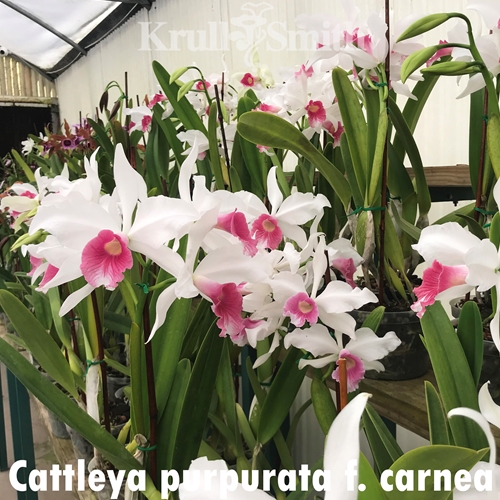 Cattleya purpurata f. carnea