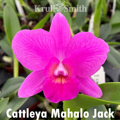 Cattleya Mahalo Jack