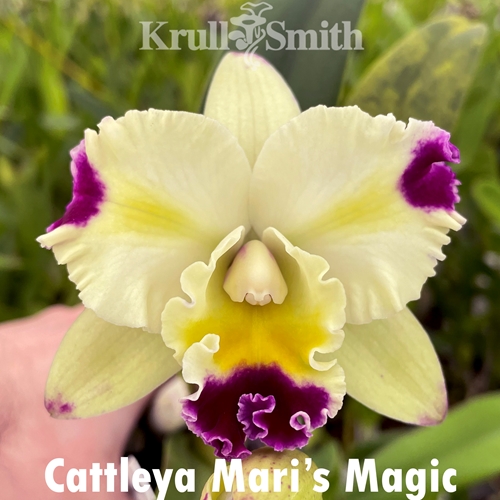 Cattleya Mari's Magic