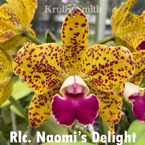 Rlc. Naomi's Delight