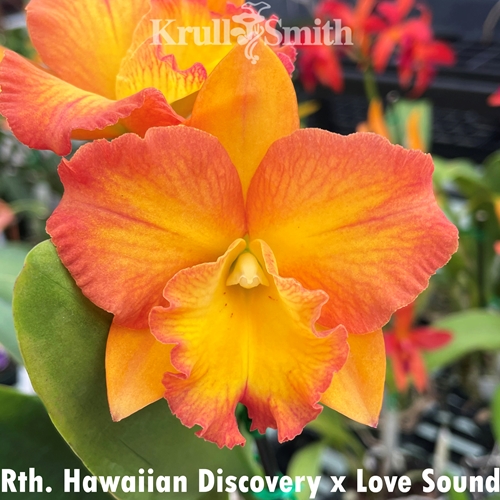 Rth. Hawaiian Discovery x Love Passion