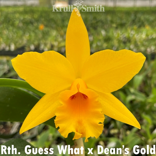 Rth. Guess What x Dean's Gold