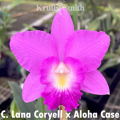Cattleya Lana Coryell x Aloha Case