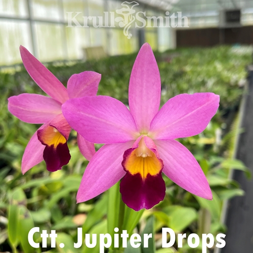 Ctt. Jupiter Drops