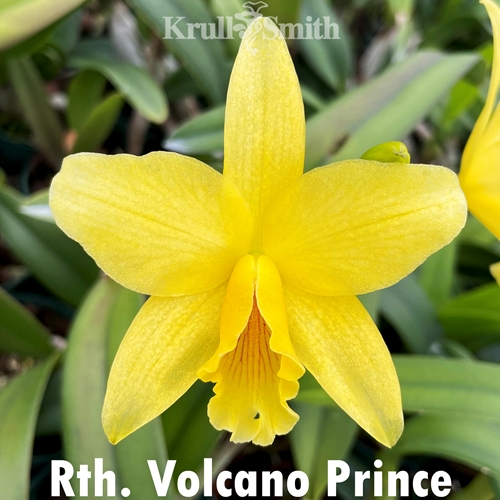 Rth. Volcano Prince