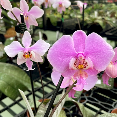Phal. schilleriana var. purpurea (4N) - OrchidWeb