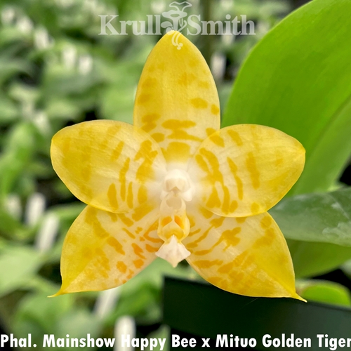 Phalaenopsis Mainshow Happy Bee x Mituo Golden Tiger