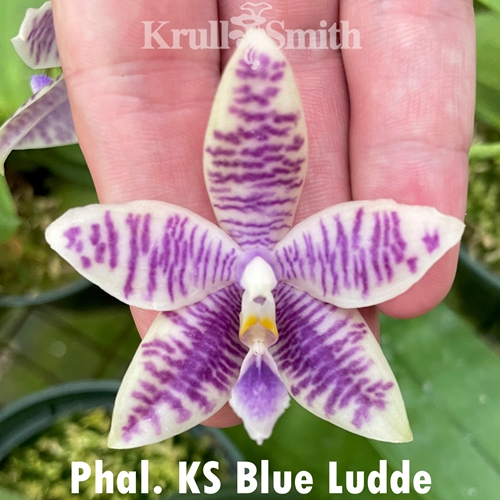 Phalaenopsis KS Blue Ludde