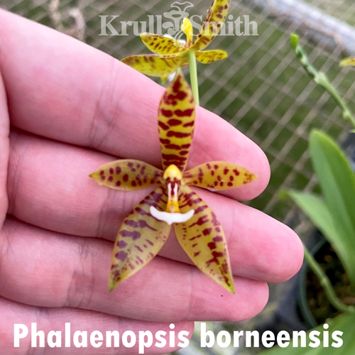 Phalaenopsis borneensis