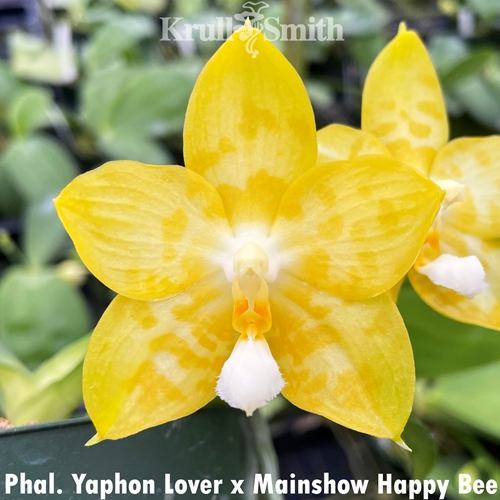 Phalaenopsis Yaphon Lover x Mainshow Happy Bee