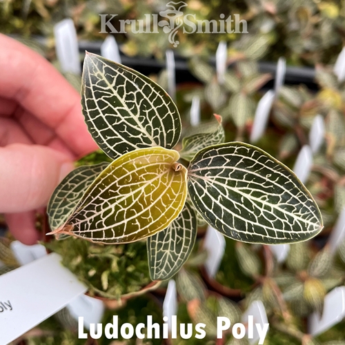 Ludochilus Poly