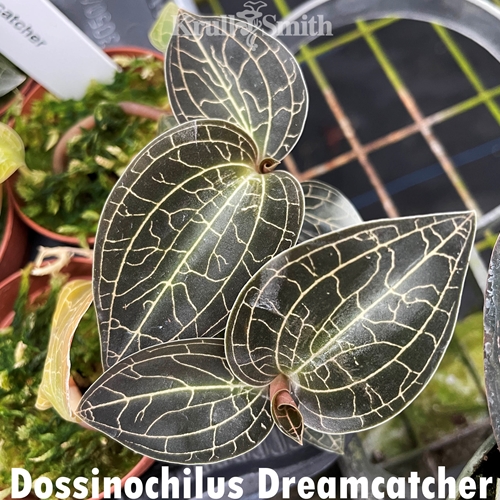 Dossinochilus Dreamcatcher