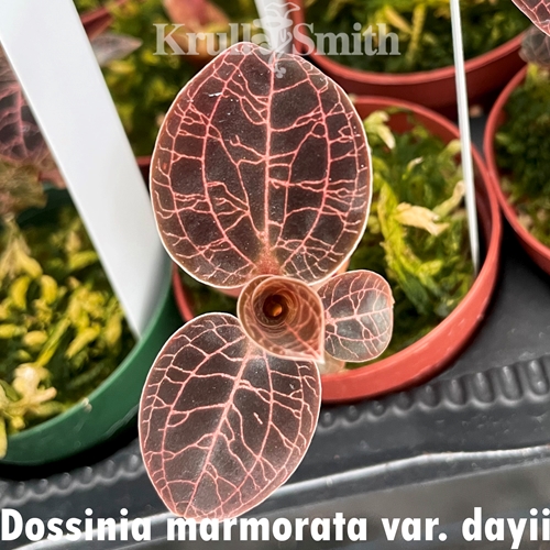 Dossinia marmorata var. dayii