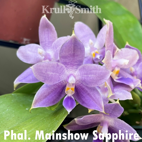 Phalaenopsi Mainshow Sapphire