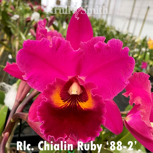 Big Cattleya Mystery Pack