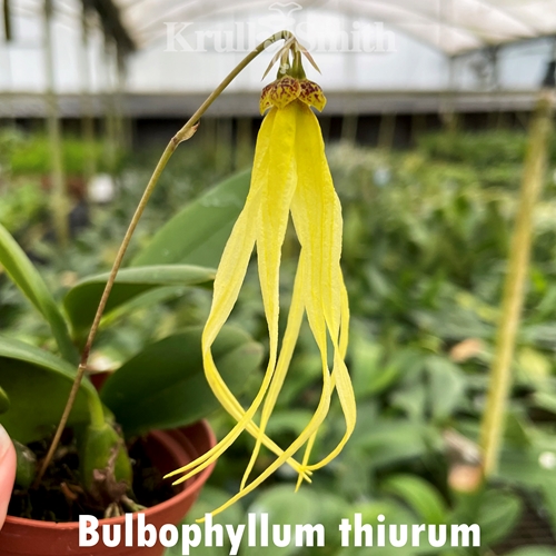 Bulbophyllum thiurum