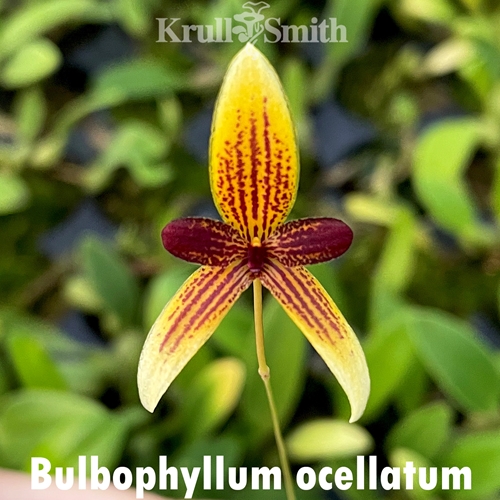 Bulbophyllum ocellatum