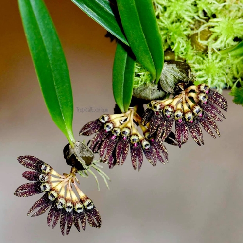 Bulbophyllum retusum