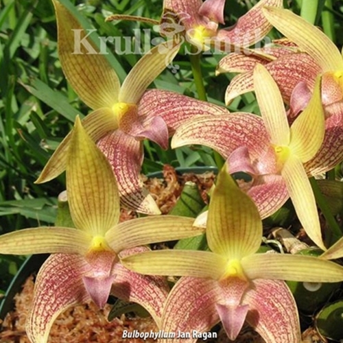 Bulbophyllum Jan Ragan x facetum Parent 1