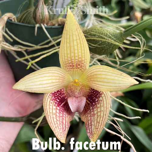 Bulbophyllum Jan Ragan x facetum Parent 2