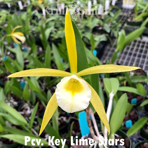 Pcv. Key Lime Stars