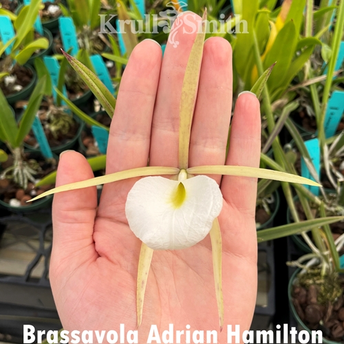 Brassavola Adrian Hamilton