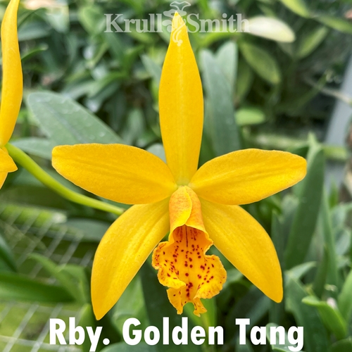 Rby. Golden Tang