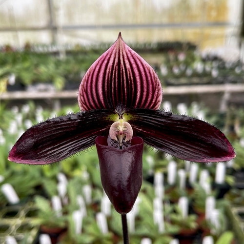 Paphiopedilum Red in Flight x Rory Jones