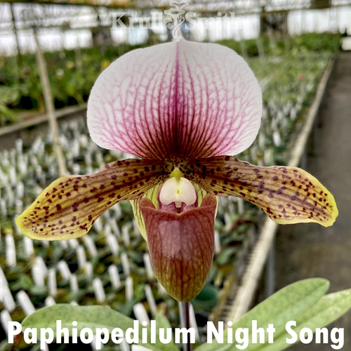 Paphiopedilum Night Song