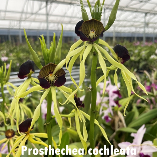 Prosthechea cochleata