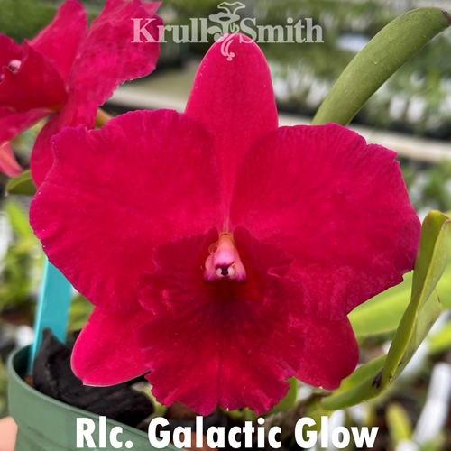 Rlc. Galactic Glow