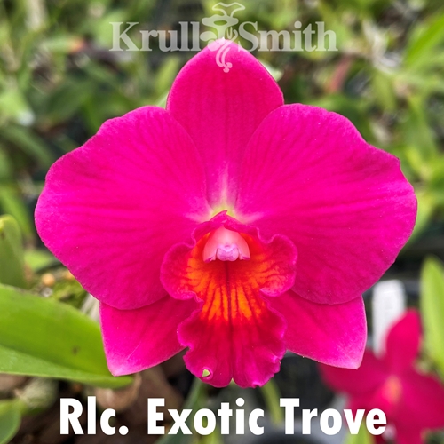 Rlc. Exotic Trove