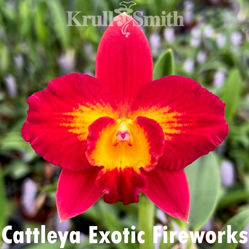 Cattleya Exotic Fireworks