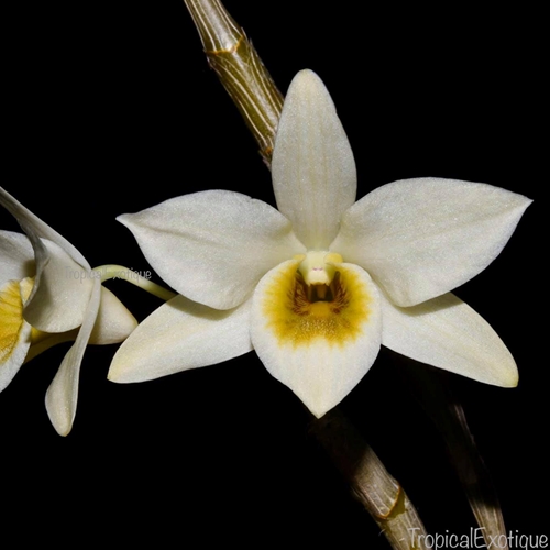 Dendrobium rhombeum