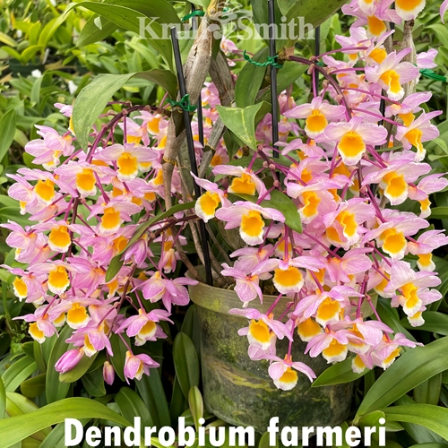 Dendrobium Rosy Custer Parent 1
