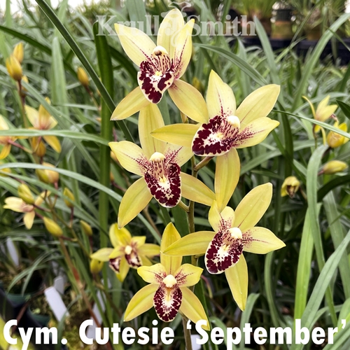 Cymbidium Cutesie 'September'